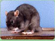 rat control West Bridgford